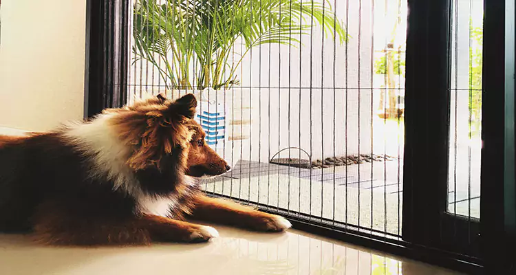 Sliding Screen Pet Door Repair in Oak Ridge, FL