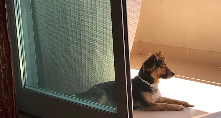 French Door Pet Screen Repair in Oak Ridge, FL